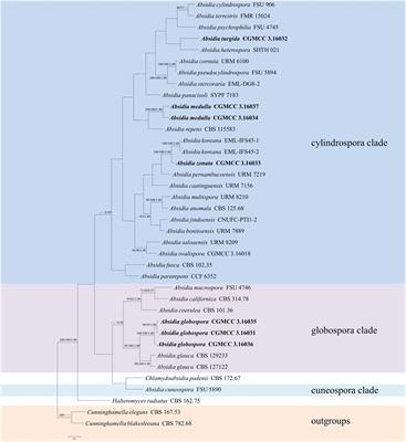 Taxonomy and Phylogeny of Four New Species in Absidia (Cunninghamellaceae, Mucorales) From China